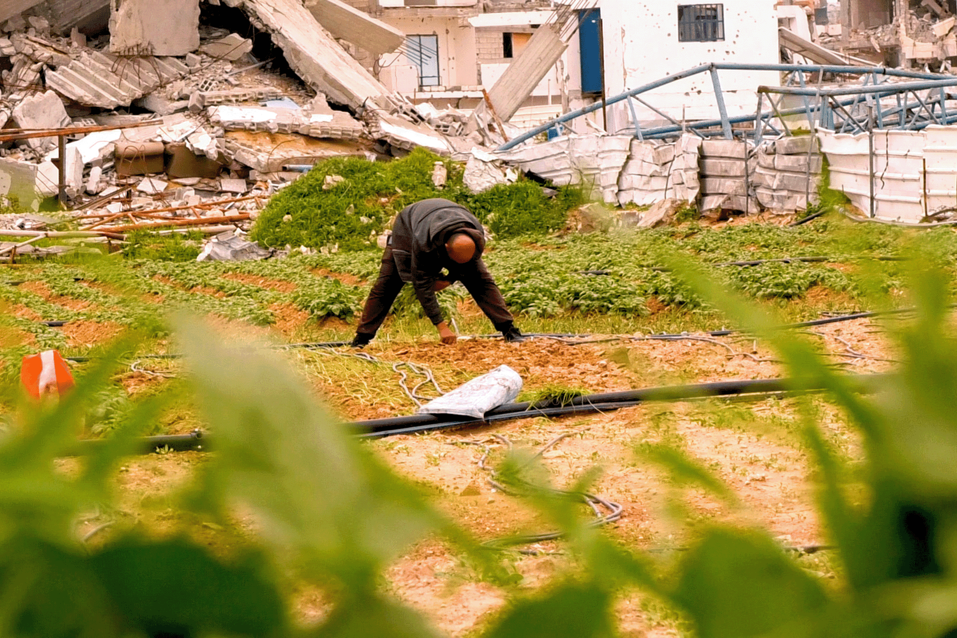 مزارعو غزة يحيون الأرض بالفؤوس وسط الحصار المستمر